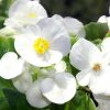 Begonia Semperflores Blanca | Vivero Multiplant