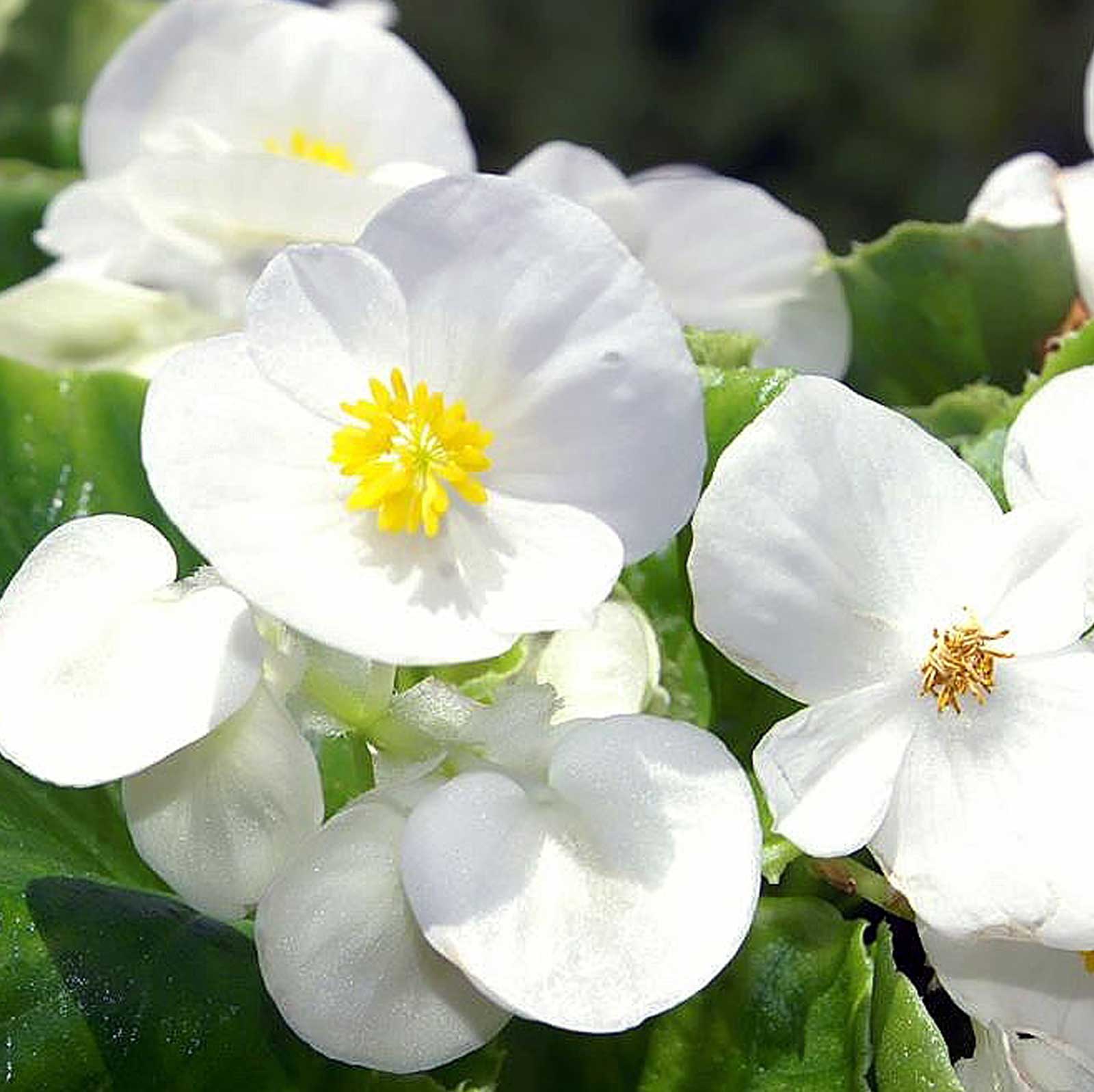 Begonia Baby Wing Blanca mac-19 | Vivero Multiplant