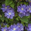 Clematis Blue Explosion | Vivero Multiplant