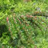 Cotoneaster horizontalis Vivero Multiplant