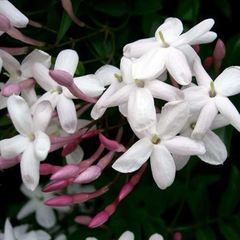 Jasminum polyanthum | Vivero Multiplant