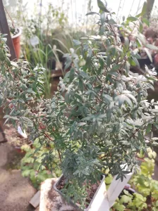 Mirto Enano | Vivero Multiplant