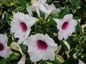 Pandorea Jasminoides | Vivero Multiplant