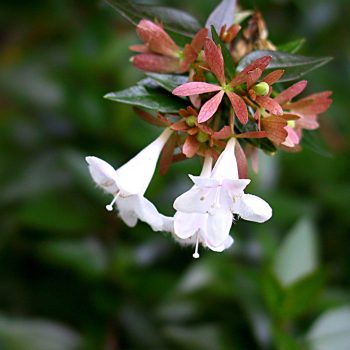Abelia Grandiflora | Vivero Multiplant