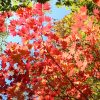 Acer Japonicum | Vivero Multiplant