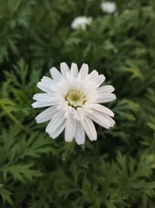 Agerantemo | Vivero Multiplant