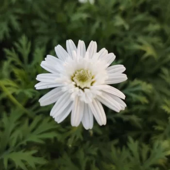 Agerantemo | Vivero Multiplant