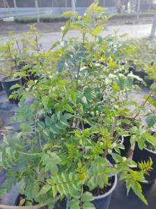 Bignonia Tecomaria | Roja Viveros Multiplant