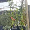 Bignonia Tecomaria | Roja Viveros Multiplant
