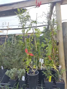Bignonia Tecomaria | Roja Viveros Multiplant