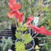 Bignonia Tecomaria | Roja Vivero Multiplant
