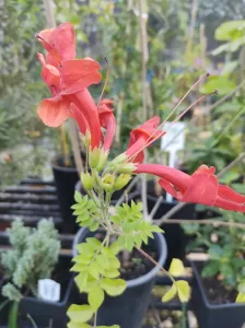 Bignonia Tecomaria | Roja Vivero Multiplant