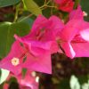 Bougainvillea buttiana Vivero Multiplant