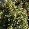 Buxus sempervirens Variegata | Vivero Multiplant