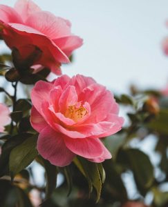 Camellia Japónica | Vivero Multiplant