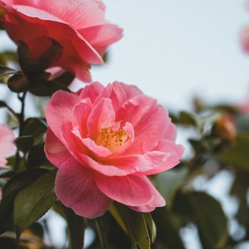 Camellia Japónica | Vivero Multiplant