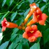 Campsis Radicans | Vivero Multiplant