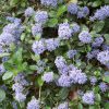 Ceanothus thyrsiflorus Repens | Vivero Multiplant