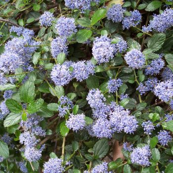 Ceanothus thyrsiflorus Repens | Vivero Multiplant