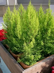 Ciprés Goldcrest - Vivero Multiplant