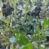 Coprosma Verde | Vivero Multiplant