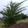 Cupressus macrocarpa - Vivero Multiplant