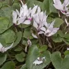 Cyclamen Persicum - Vivero Multiplant