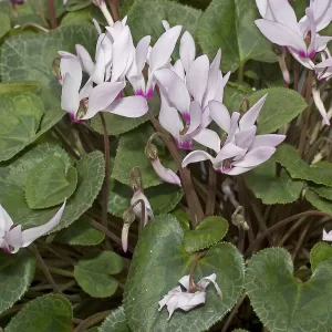 Cyclamen Persicum - Vivero Multiplant