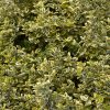 Euonymus Fortunei Variegata Radicans | Vivero Multiplant