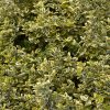 Euonymus Fortunei Variegata Radicans | Vivero Multiplant