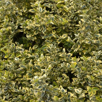 Euonymus Fortunei Variegata Radicans | Vivero Multiplant