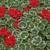 Geranio Variegado Vivero Multiplant