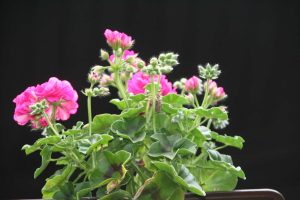 Geranio | Vivero Multiplant