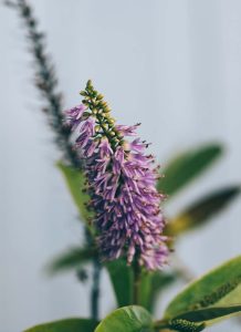 Hebe Buxifolia Compacta Vivero Multiplant