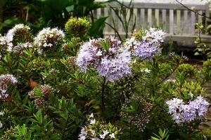 Hebe Diosmifolia - Vivero Multiplant