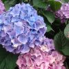 Hortensia Hydrangea | Vivero Multiplant