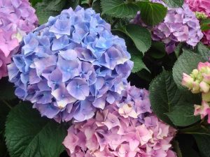Hortensia Hydrangea | Vivero Multiplant
