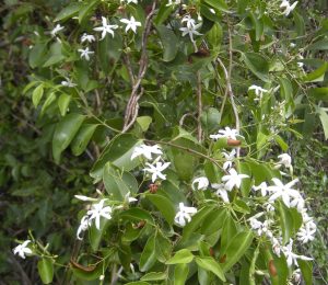 Jasminum simplicifolium | Vivero Multiplant