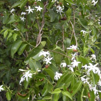 Jasminum simplicifolium | Vivero Multiplant