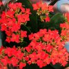 Kalanchoe Blossfeldiana | Vivero Multiplant