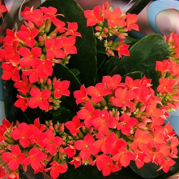 Kalanchoe Blossfeldiana | Vivero Multiplant