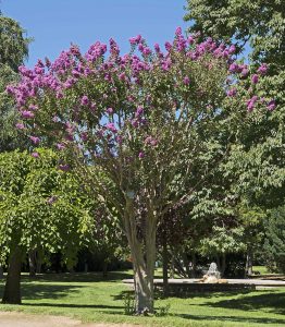 Lagerstroemia Indica | Vivero Multiplant