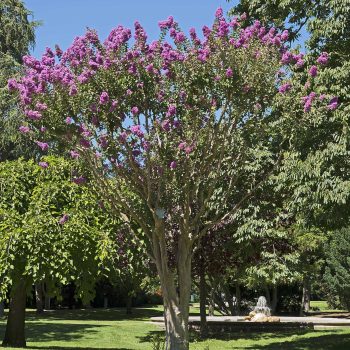 Lagerstroemia Indica | Vivero Multiplant