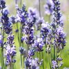 Lavanda Común | Vivero Multiplant