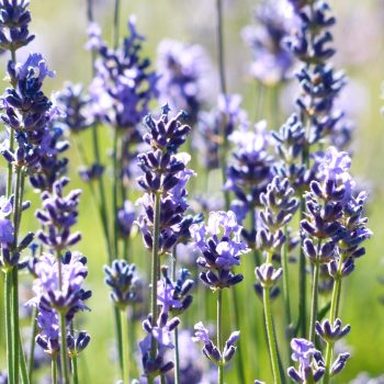 Lavanda Común | Vivero Multiplant