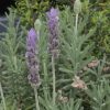 Lavanda Francesa | Vivero Multiplant