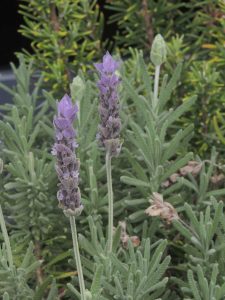 Lavanda Francesa | Vivero Multiplant