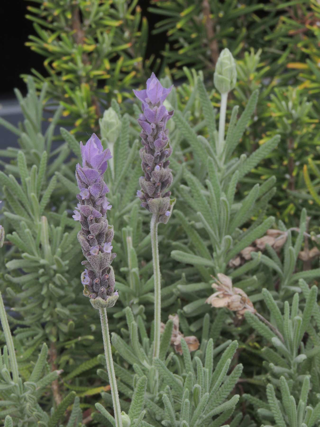 Lavanda Francesa o Dentada bol-25 | Vivero Multiplant