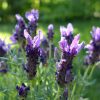 Lavanda Stoechas | Vivero Multiplant