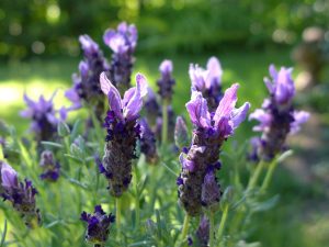 Lavanda Stoechas | Vivero Multiplant